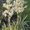 Yucca filamentosa Colour Guard Colour Guard Yucca