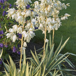 Yucca filamentosa Colour Guard Colour Guard Yucca