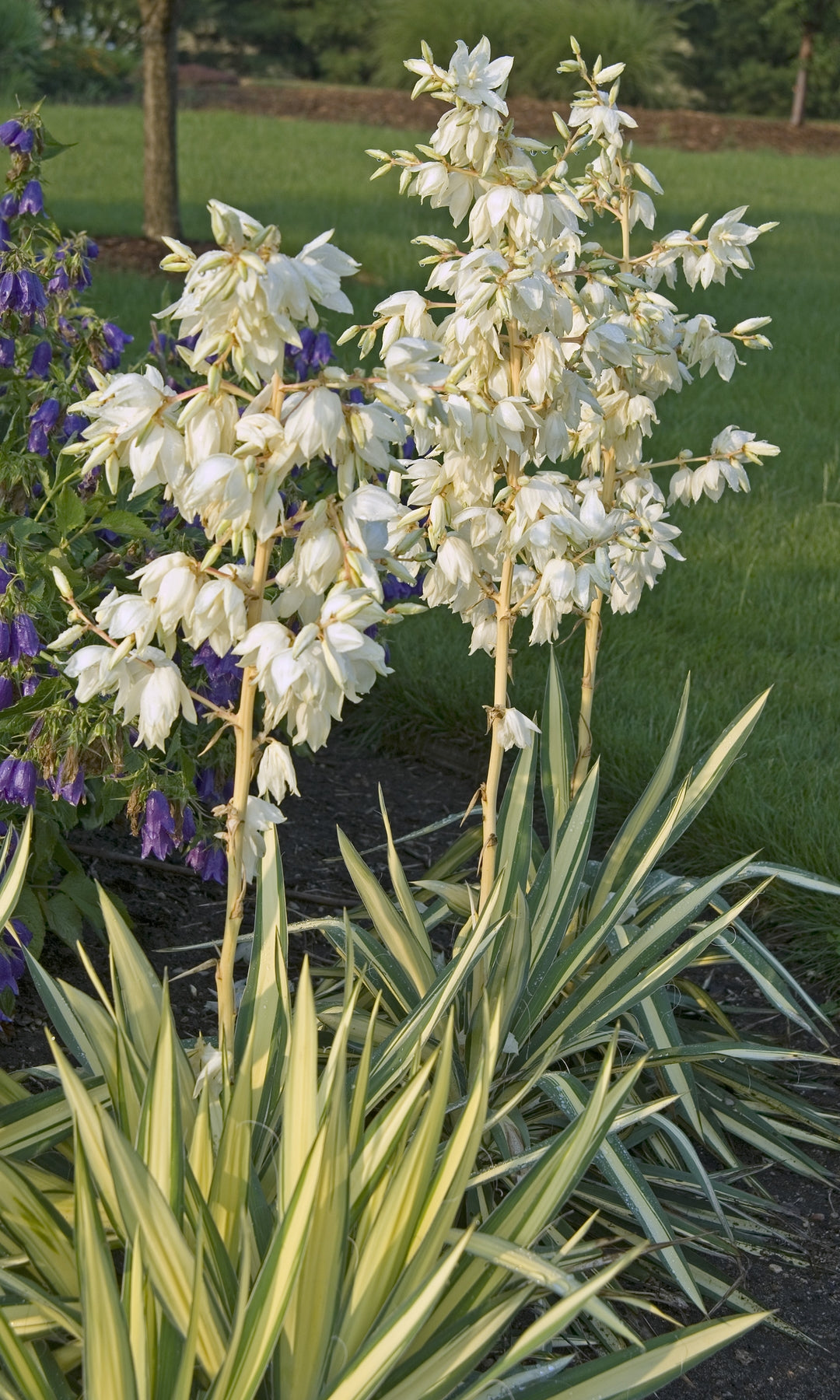 Yucca filamentosa Colour Guard Colour Guard Yucca