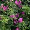 Geranium x Ann Folkard Anne Folkard Cranesbill