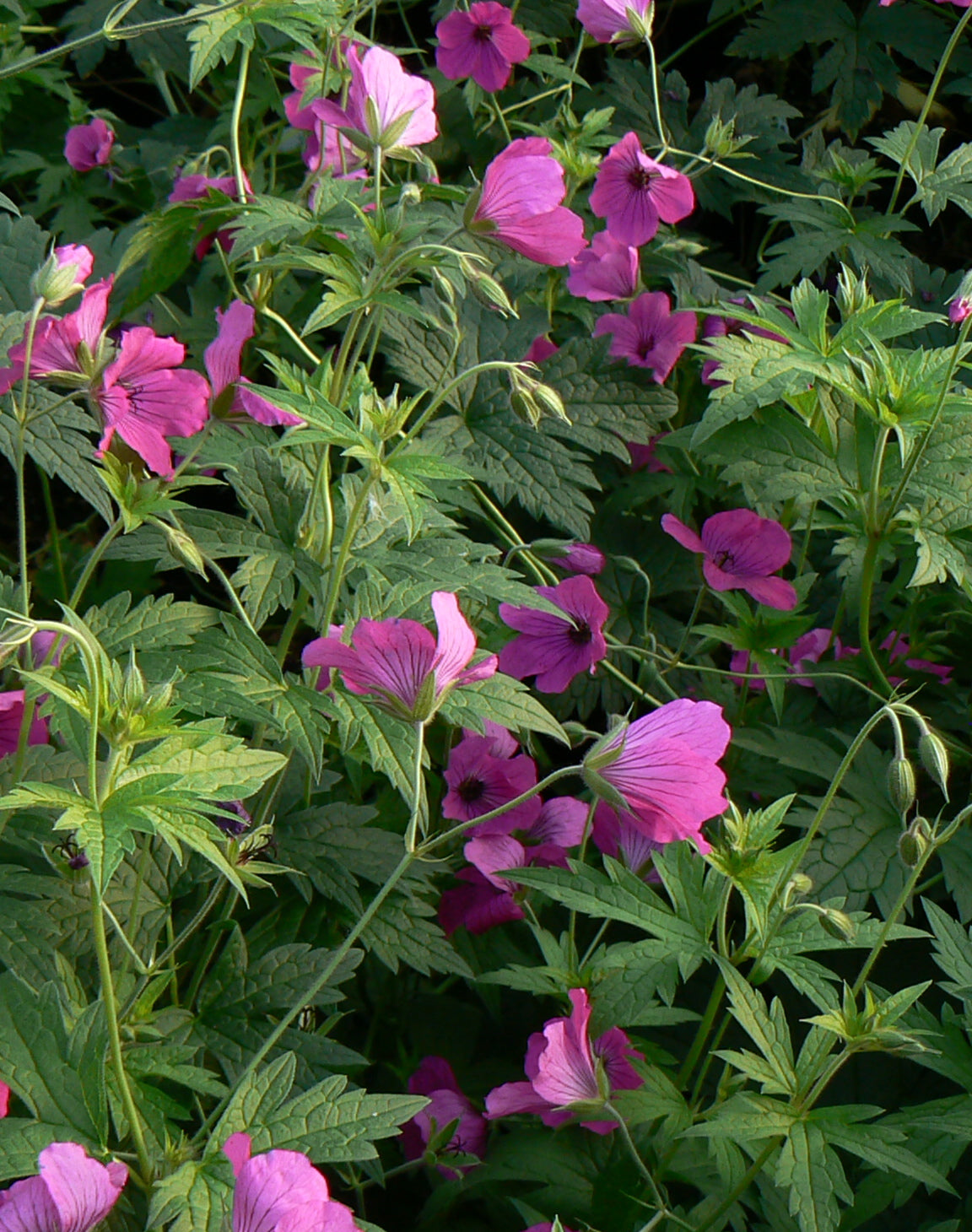 Geranium x Ann Folkard Anne Folkard Cranesbill