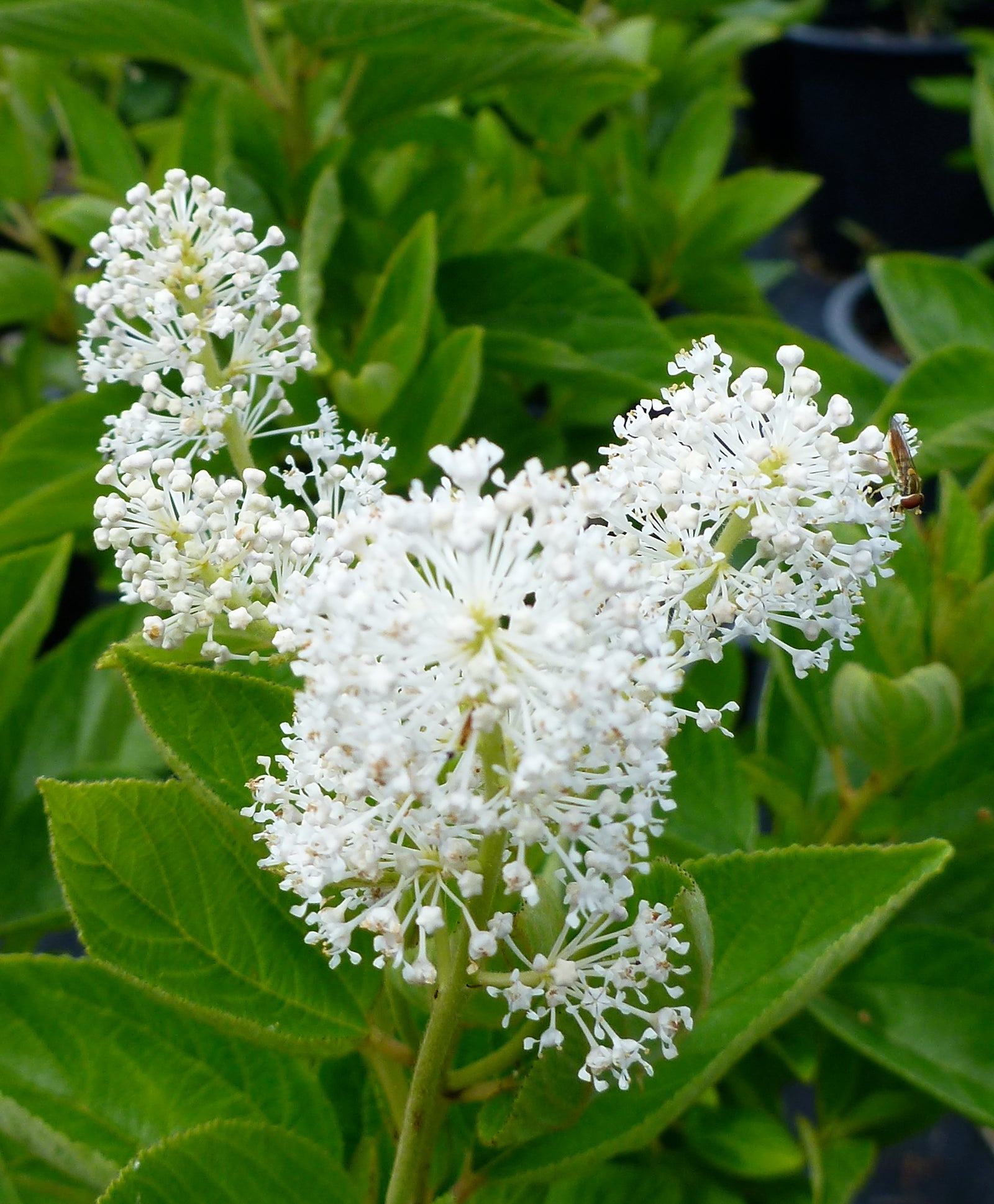 Ceanothus americanus New Jersey Tea