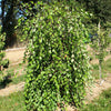 Betula nigra Summer Cascade PP15105 Summer Cascade Birch