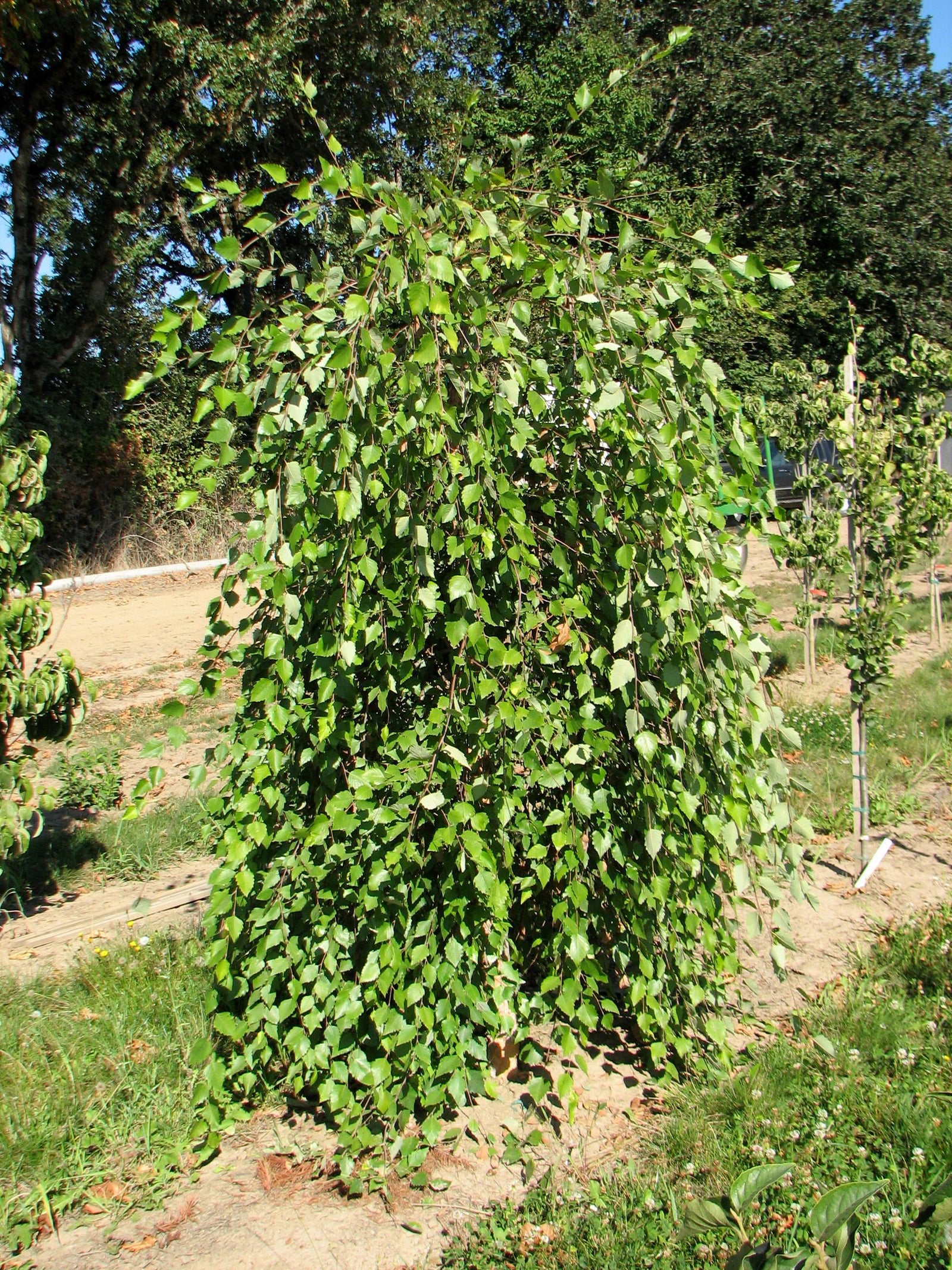 Betula nigra Summer Cascade PP15105 Summer Cascade Birch