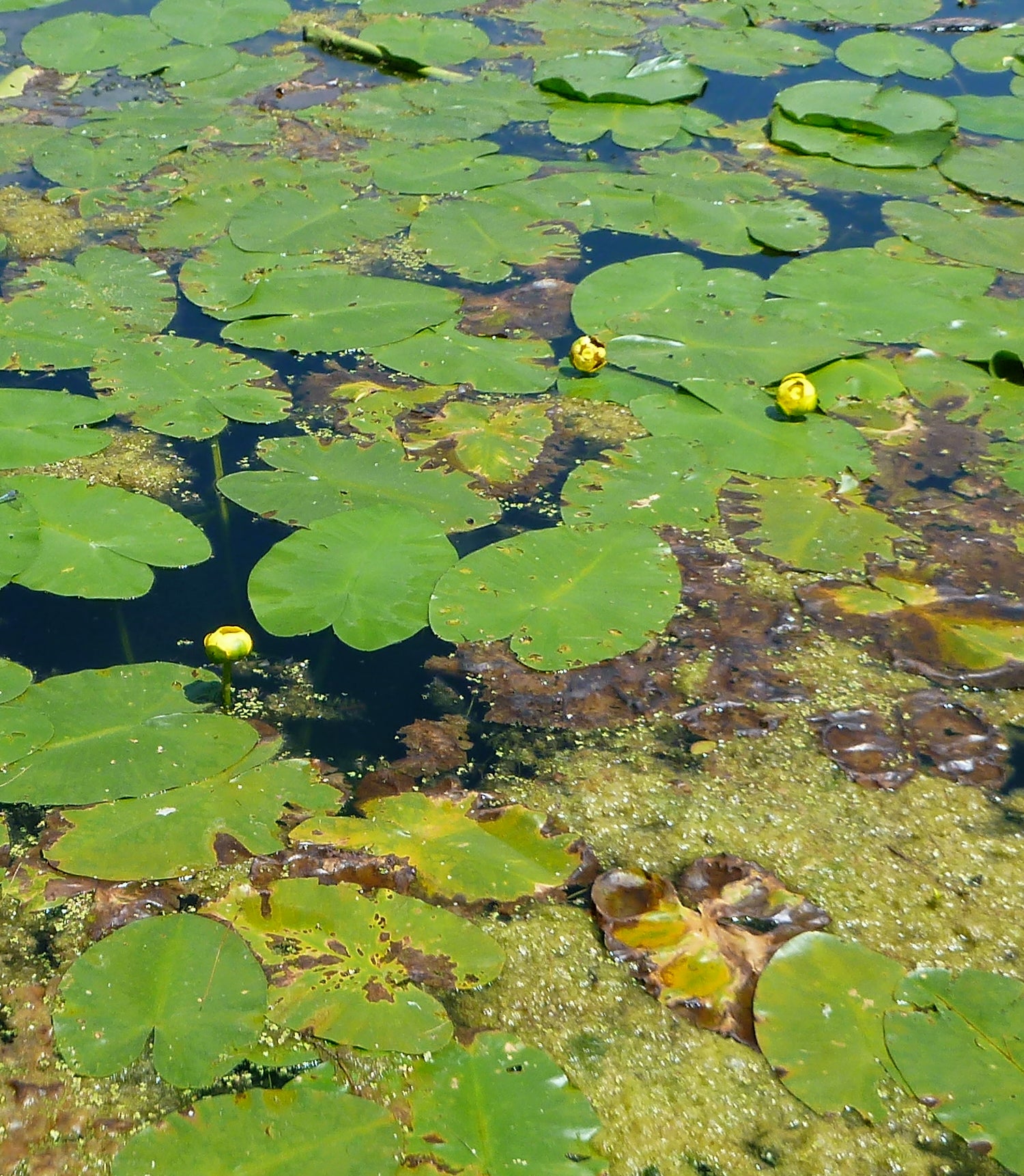 Nuphar lutea Yellow Pond Lily