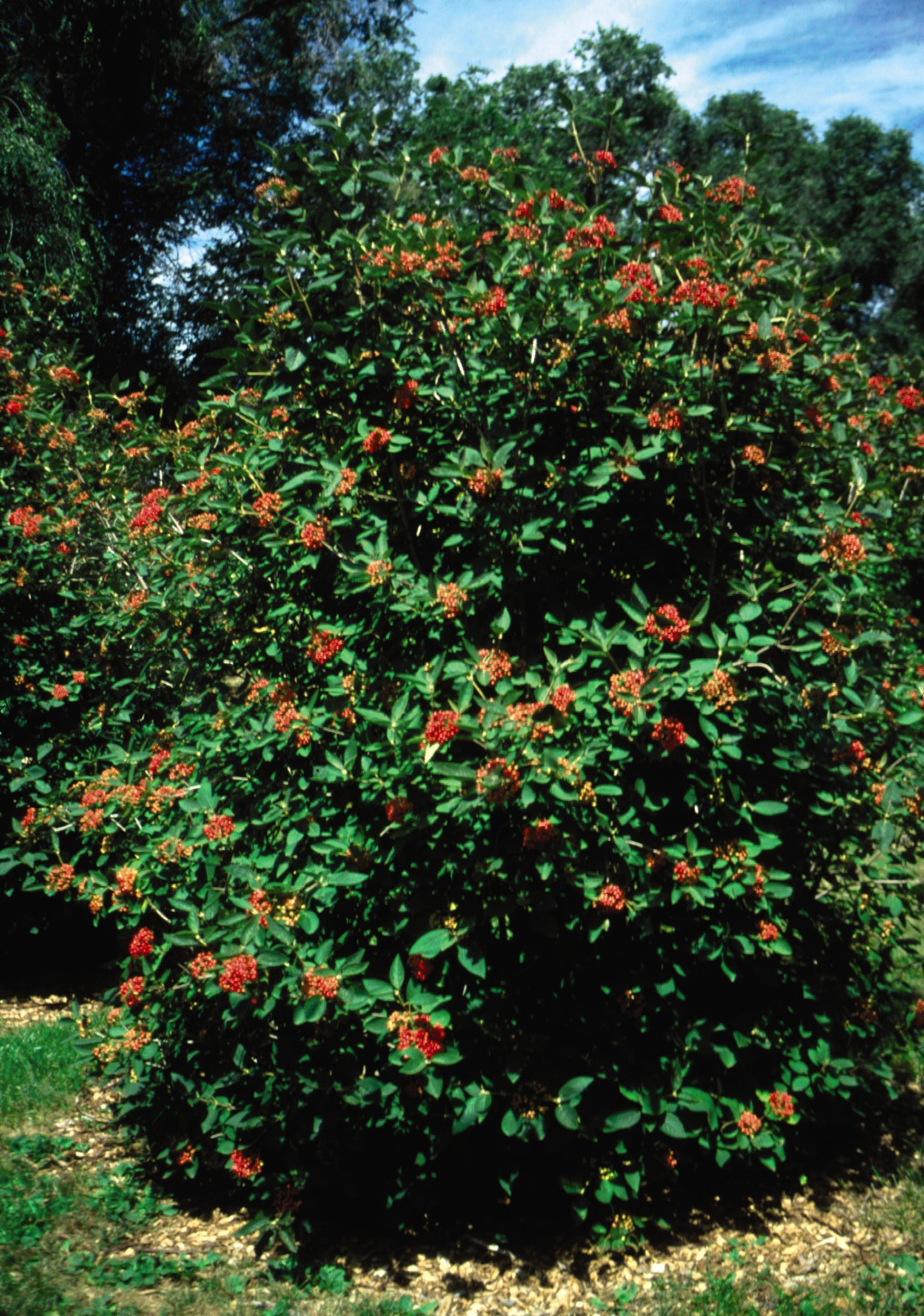 Viburnum x rhytidophylloides Alleghany Viburnum