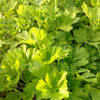 Petroselinum var. neapolitanum Italian Parsley