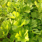 Petroselinum var. neapolitanum Italian Parsley