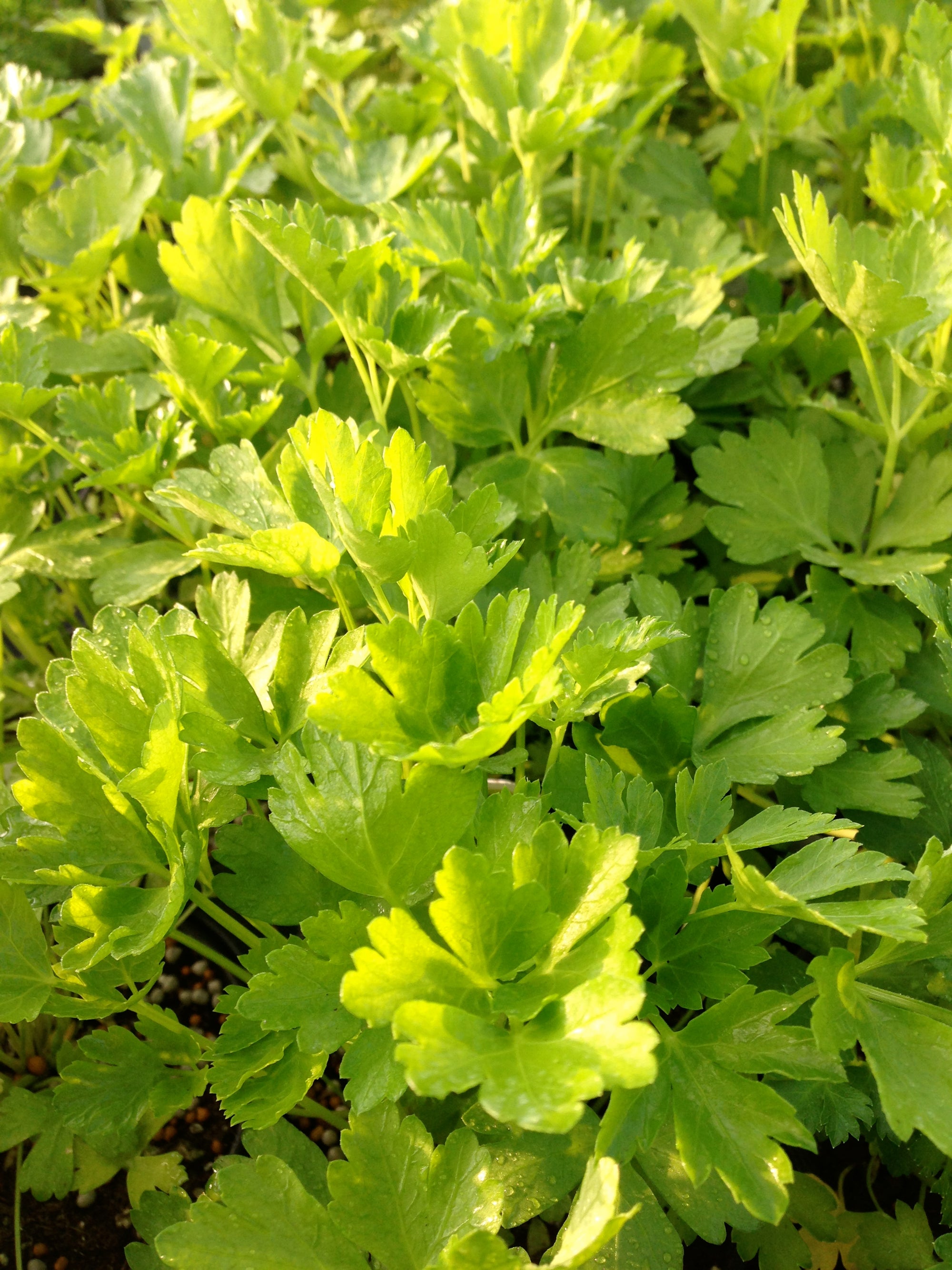 Petroselinum var. neapolitanum Italian Parsley