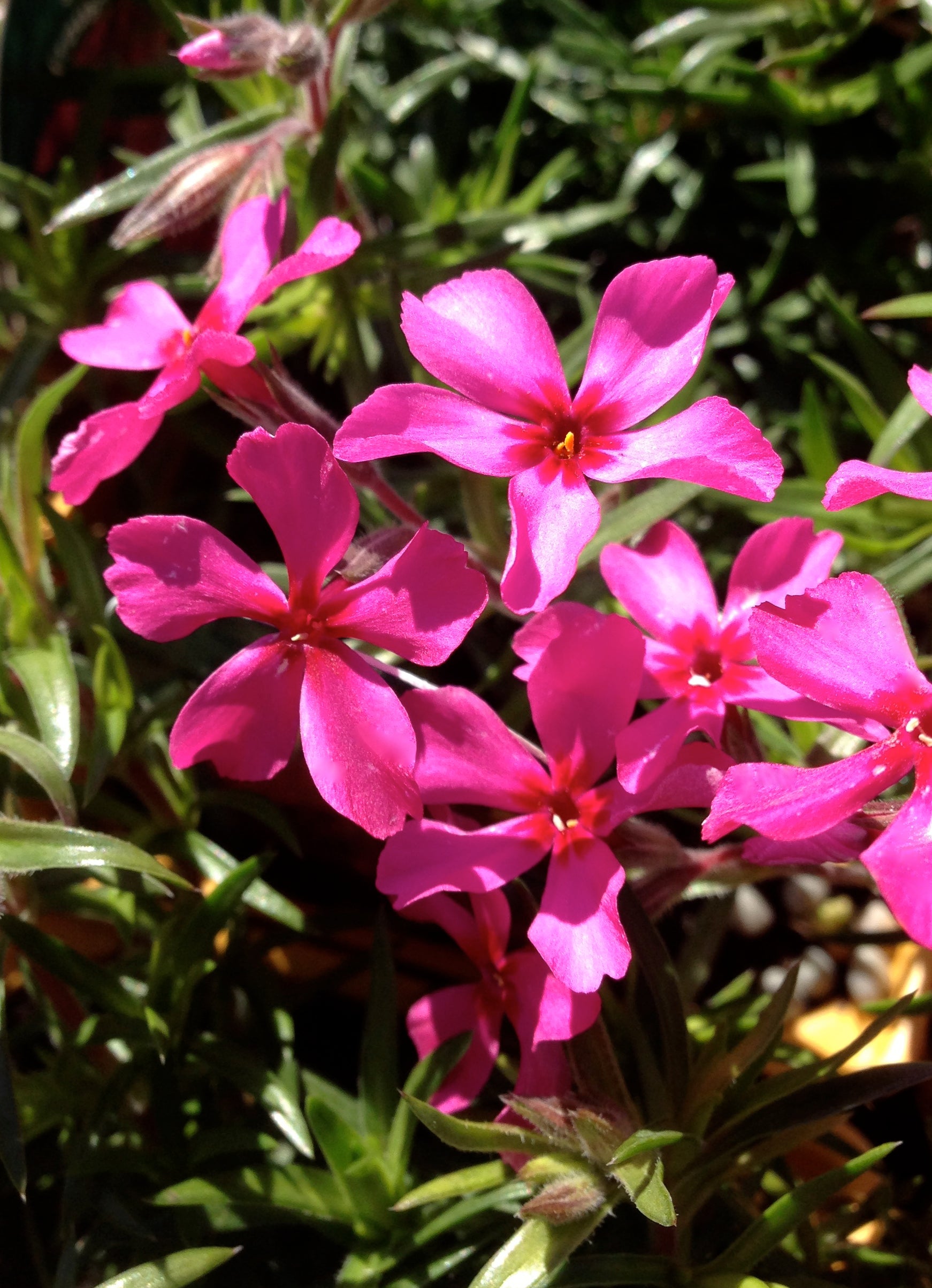 Phlox subulata Scarlet Flame Moss Phlox