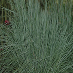 Schizachyrium scoparium The Blues Little Bluestem