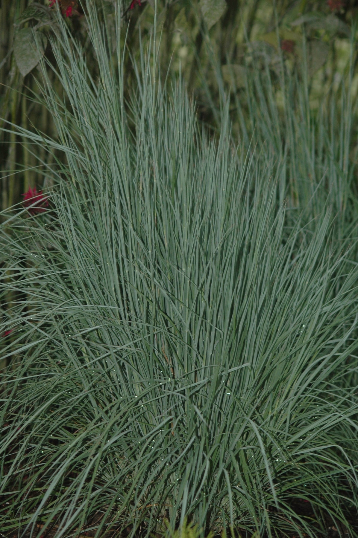 Schizachyrium scoparium The Blues Little Bluestem