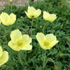 Papaver miyabeanum Pacino Iceland Poppy