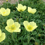 Papaver miyabeanum Pacino Iceland Poppy