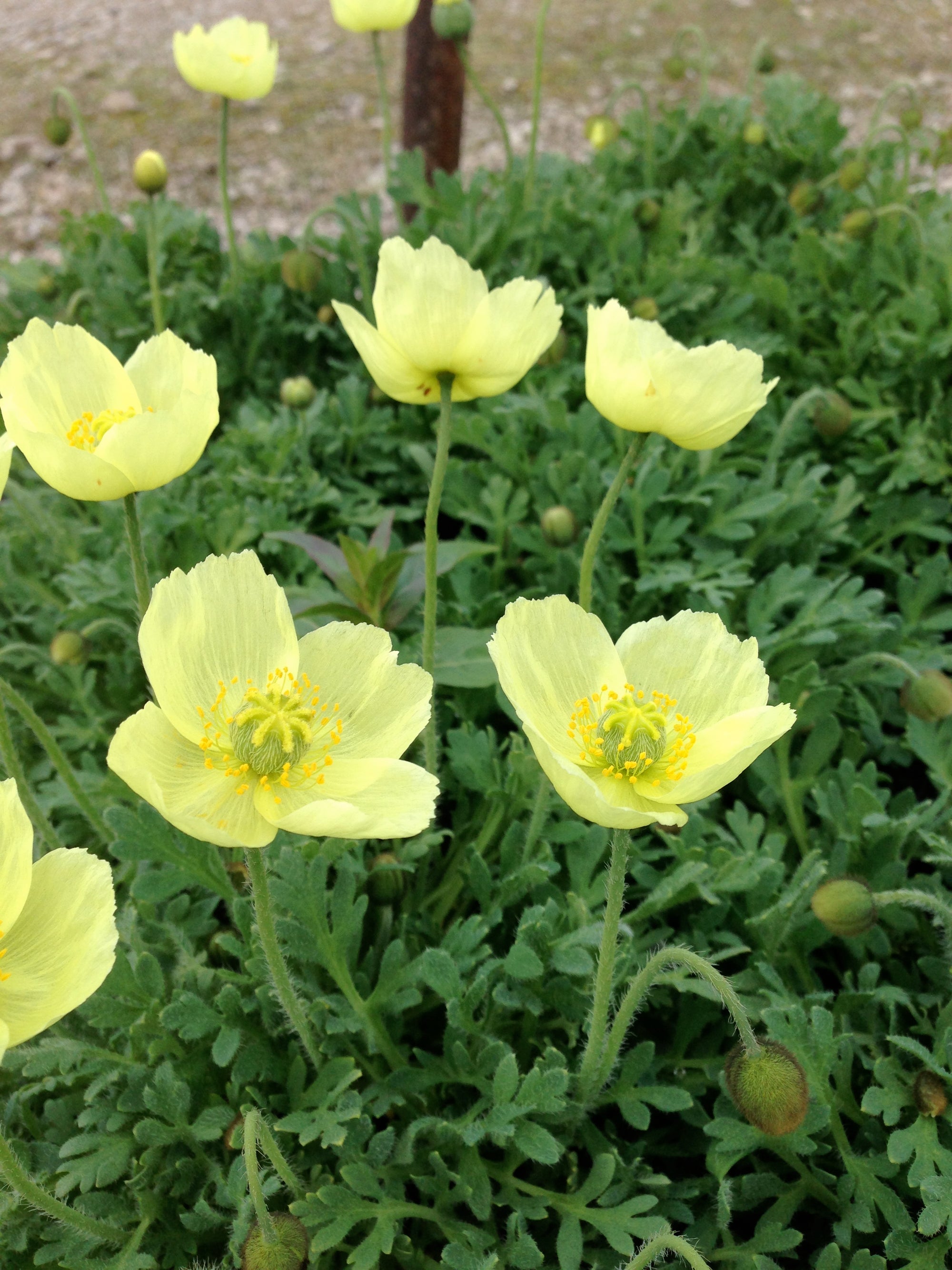 Papaver miyabeanum Pacino Iceland Poppy