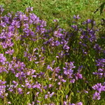 Physostegia virginiana Obedient Plant