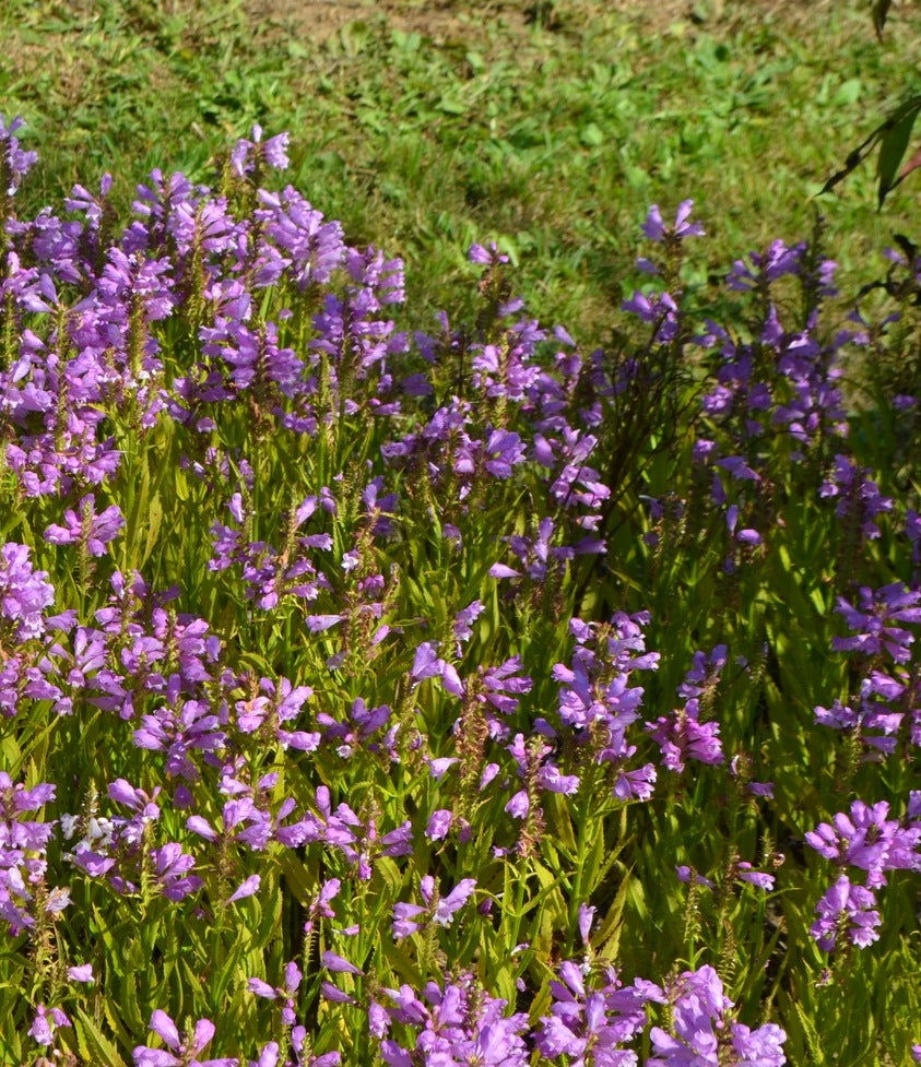 Physostegia virginiana Obedient Plant