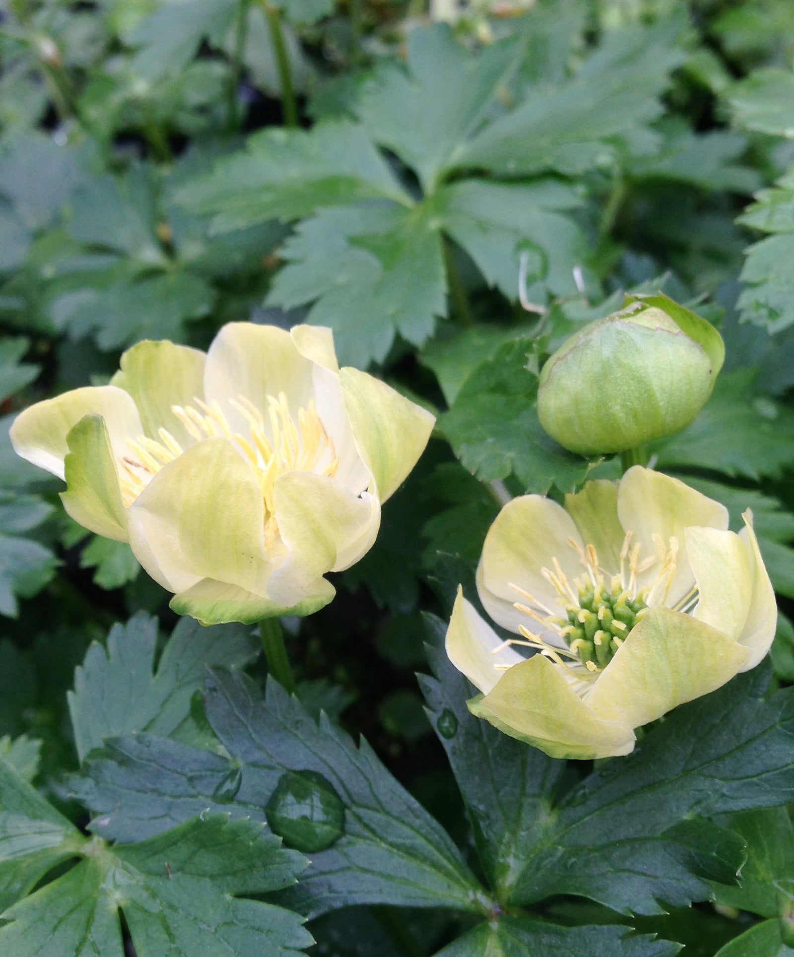 Trollius cultorum New Moon Globeflower