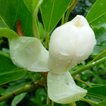 Magnolia virginiana Moonglow Jim Wilson PP12065 Moonglow Sweetbay Magnolia