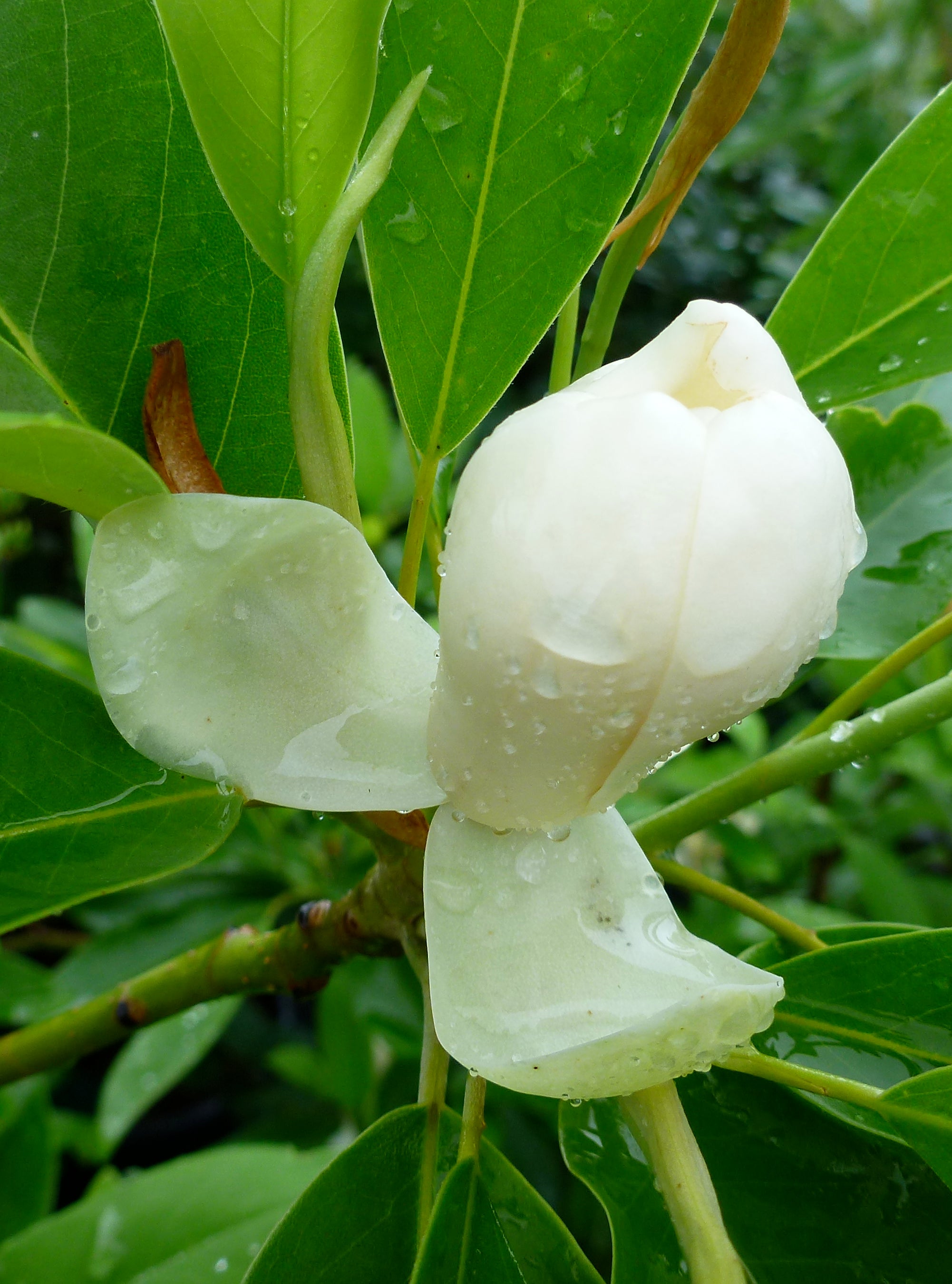 Magnolia virginiana Moonglow Jim Wilson PP12065 Moonglow Sweetbay Magnolia