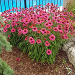 Echinacea x Glowing Dream PP18933, COPF Glowing Dream Coneflower