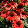 Echinacea x Sombrero Hot Coral Balsomcor PP23097, CPBR4670 Hot Coral Coneflower