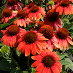 Echinacea x Sombrero Hot Coral Balsomcor PP23097, CPBR4670 Hot Coral Coneflower