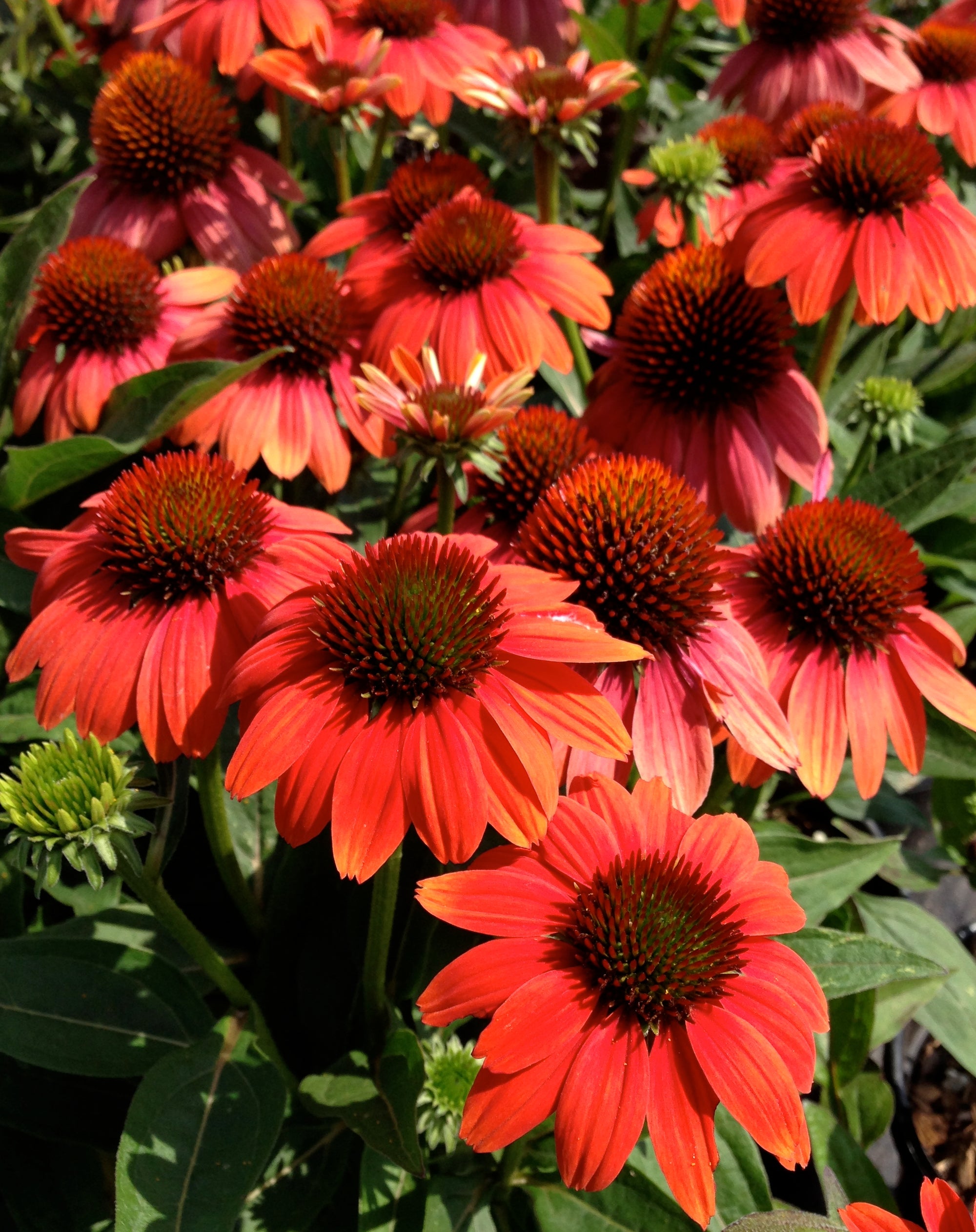 Echinacea x Sombrero Hot Coral Balsomcor PP23097, CPBR4670 Hot Coral Coneflower