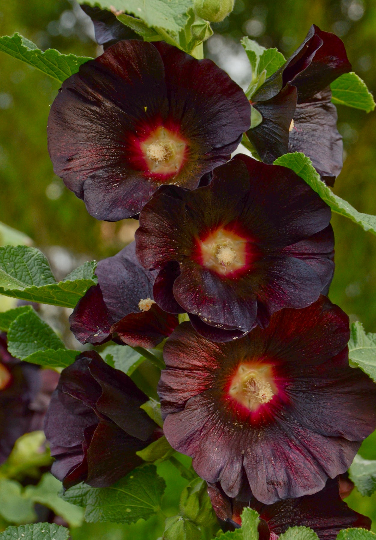 Alcea rosea Blacknight Hollyhock