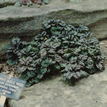 Ajuga pyramidalis Metallica Crispa Pyramidal Bugleweed