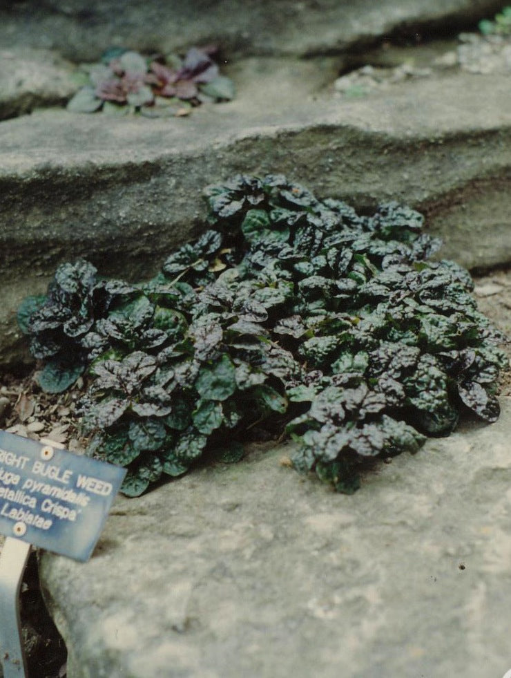 Ajuga pyramidalis Metallica Crispa Pyramidal Bugleweed