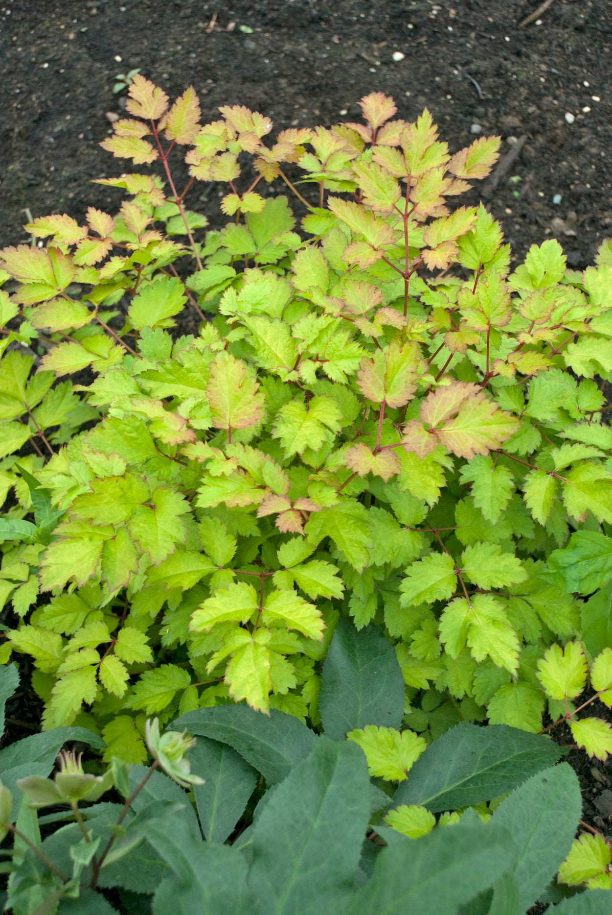 Astilbe x Amber Moon PPAF False Spirea