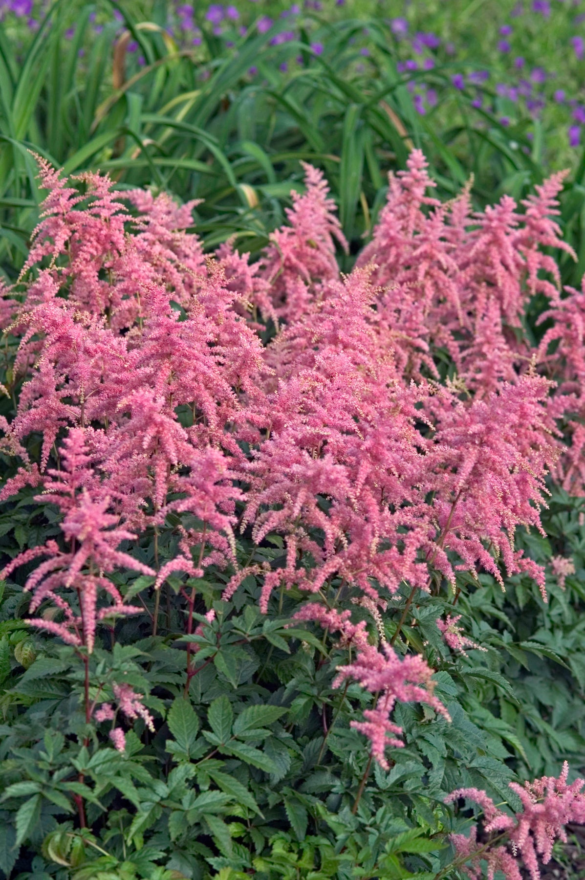 Astilbe x Bressingham Beauty False Spirea