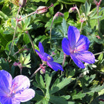 Geranium x Johnson's Blue Cranesbill