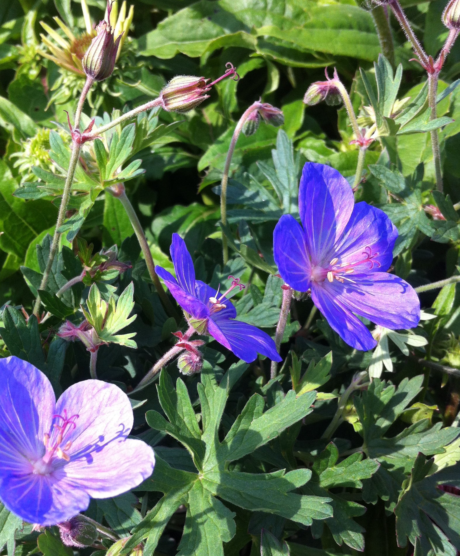 Geranium x Johnson's Blue Cranesbill