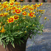 Coreopsis x Daybreak PPAF Tickseed