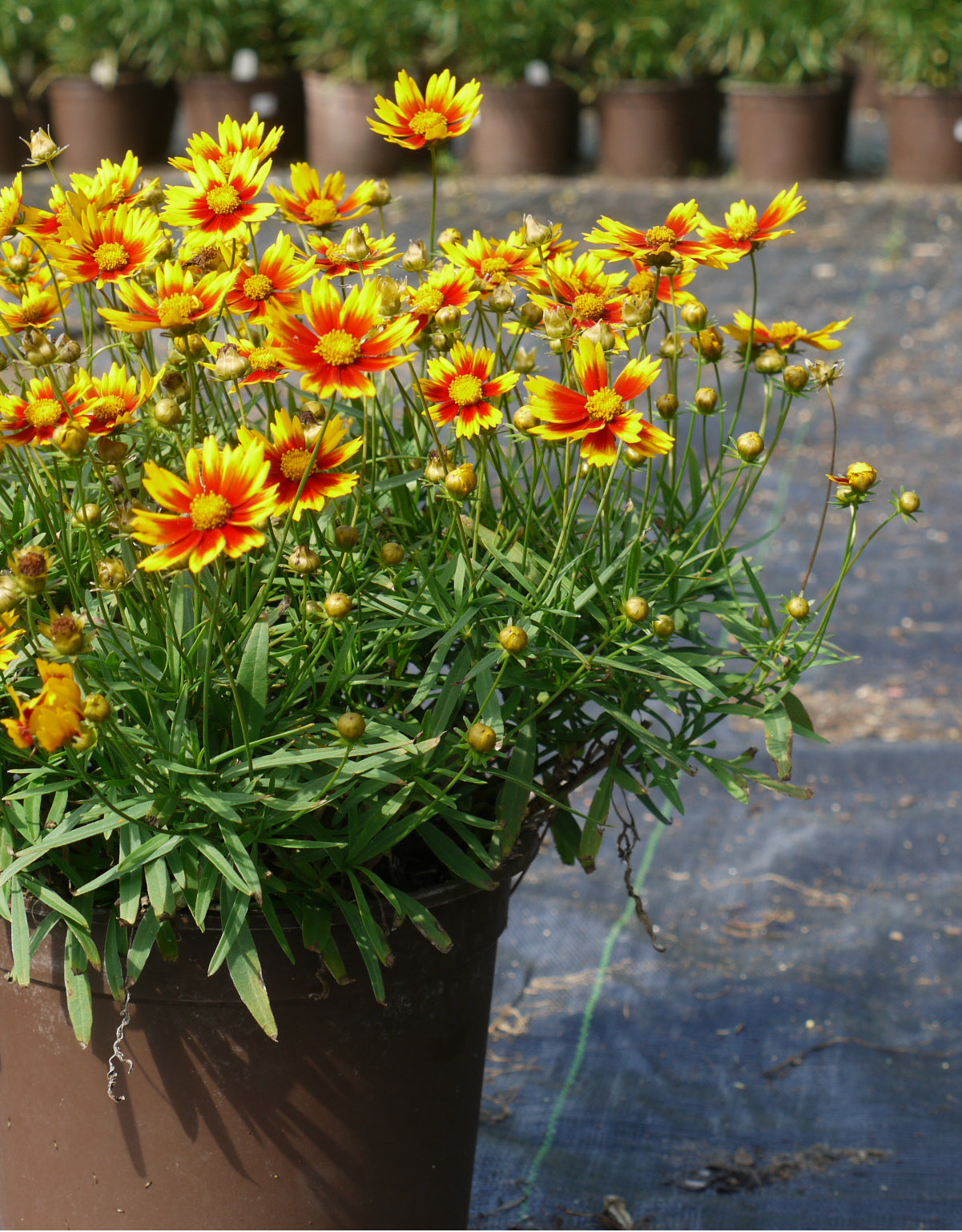 Coreopsis x Daybreak PPAF Tickseed