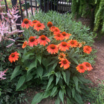 Echinacea x Sombrero Flamenco Orange Balsomenco PP25523 Flamenco Orange Coneflower