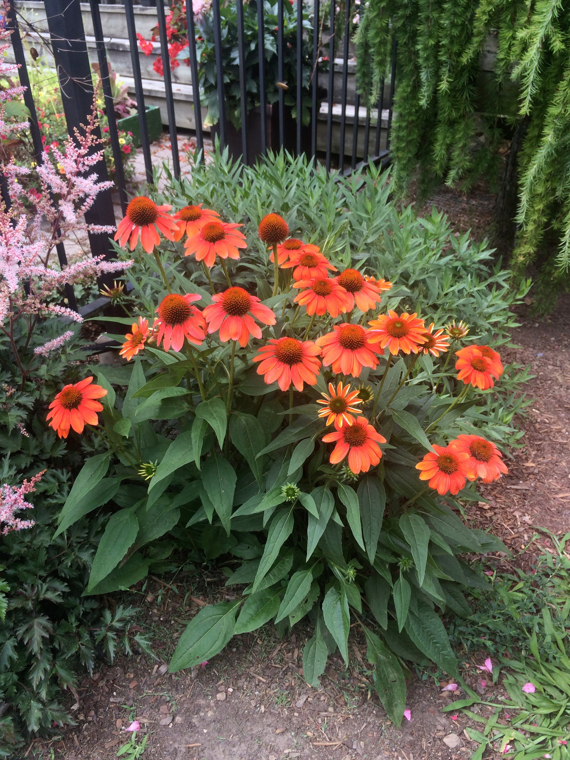 Echinacea x Sombrero Flamenco Orange Balsomenco PP25523 Flamenco Orange Coneflower