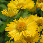 Gaillardia x grandiflora Mesa Yellow Yellow Mesa Yellow Blanket Flower