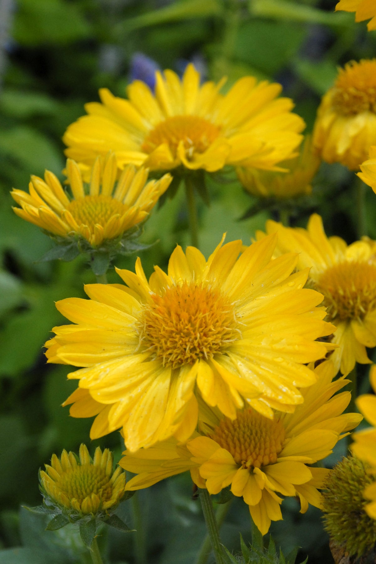 Gaillardia x grandiflora Mesa Yellow Yellow Mesa Yellow Blanket Flower