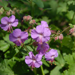 Geranium x cantabrigiense Karmina Dwarf Cranesbill