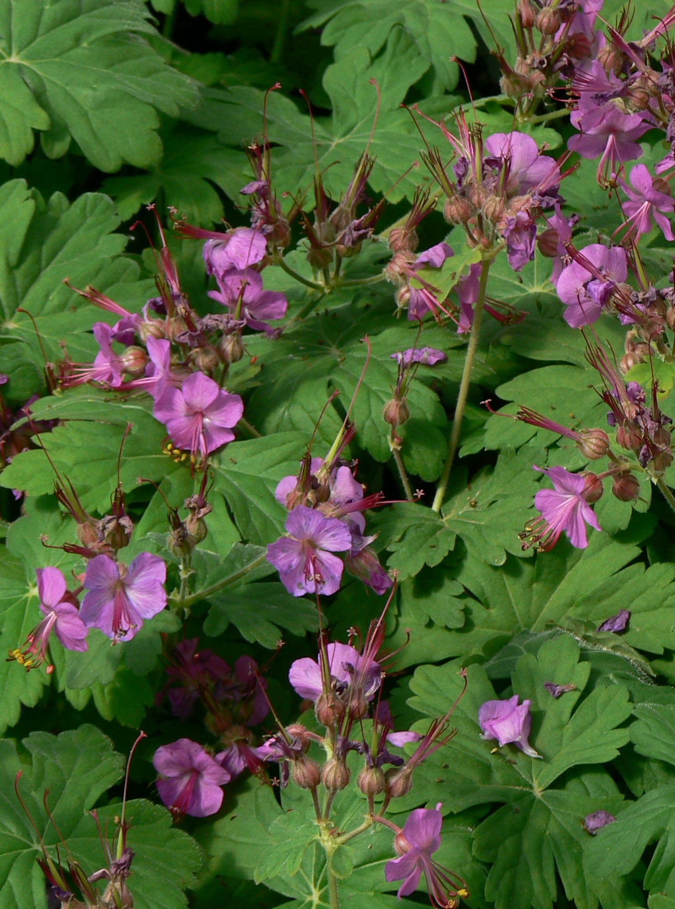 Geranium macrorrhizum Bigroot Geranium