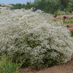 Gypsophila x Summer Sparkles ESM Chispa PP19318 Summer Sparkles Baby's Breath