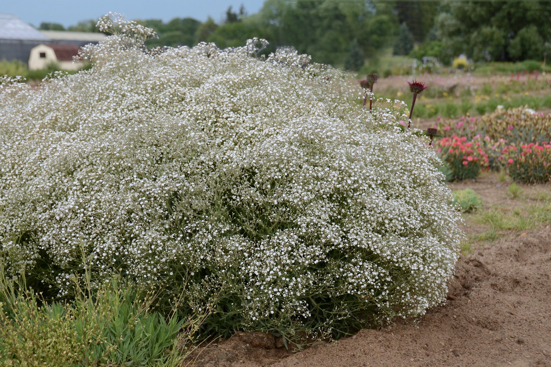 Gypsophila x Summer Sparkles ESM Chispa PP19318 Summer Sparkles Baby's Breath