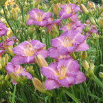 Hemerocallis Entrapment Daylily