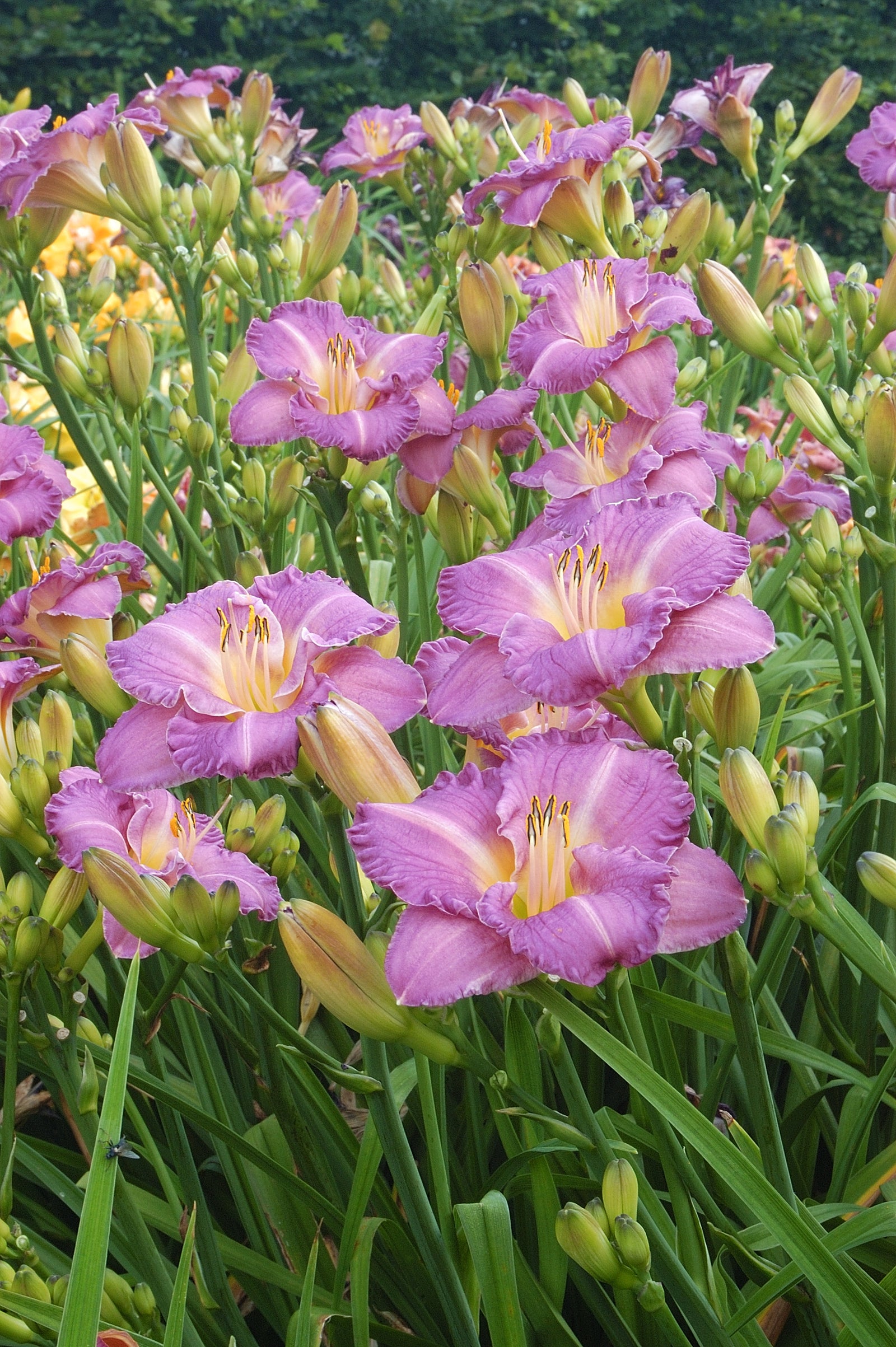 Hemerocallis Entrapment Daylily