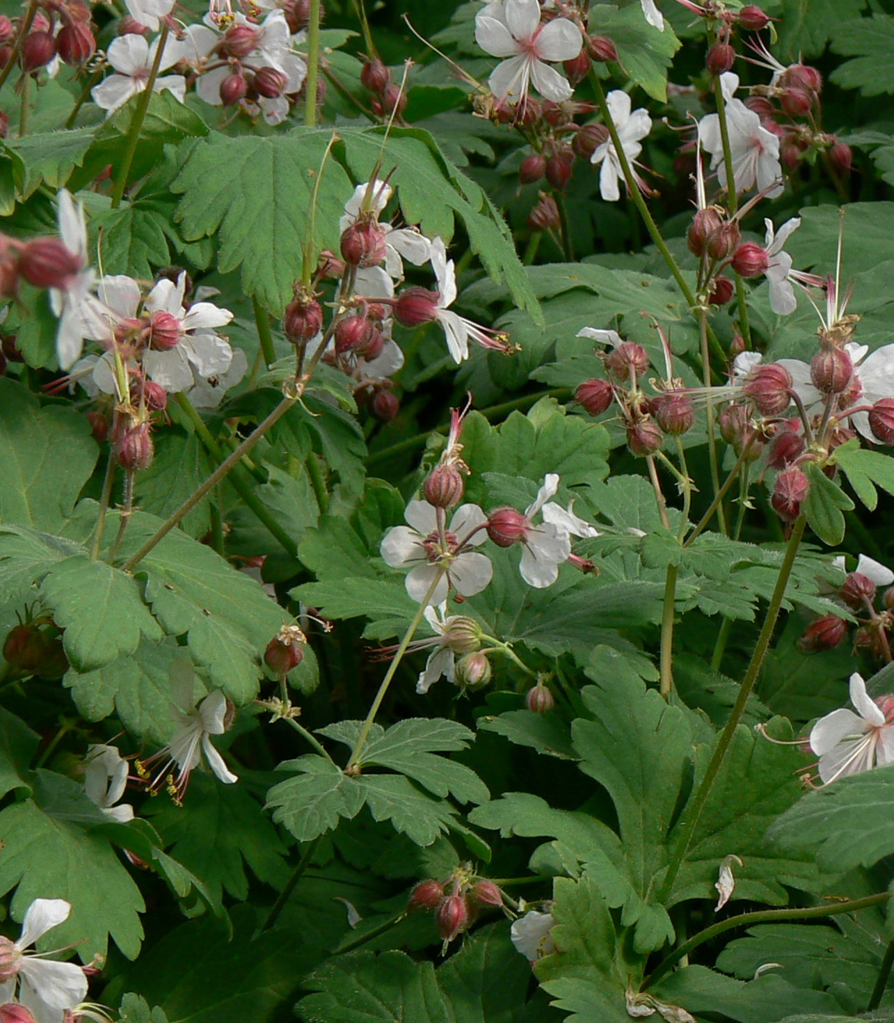 Geranium macrorrhizum Spessart COPF Bigroot Geranium