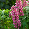 Lupinus x Popsicle Pink Popsicle Pink Lupine