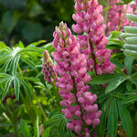 Lupinus x Popsicle Pink Popsicle Pink Lupine